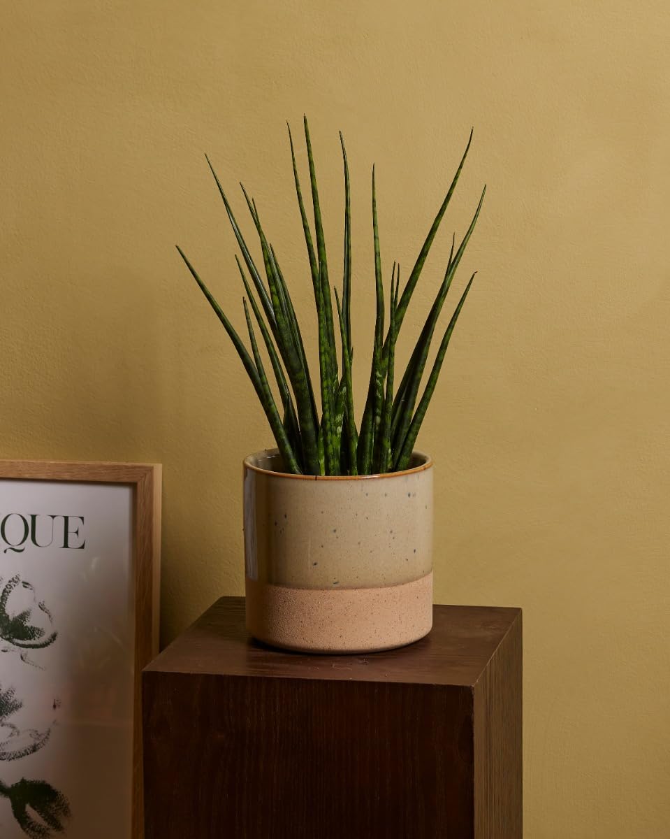 plnts-rareplnts-sansevieria-fernwood-mikado-zimmerpflanze-30-cm-pflegeleicht image 5