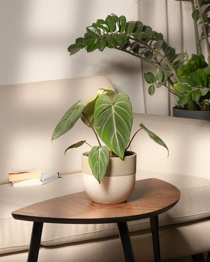 feey-variado-philodendron-gloriosum-ohne-bertopf-viel-licht image 4