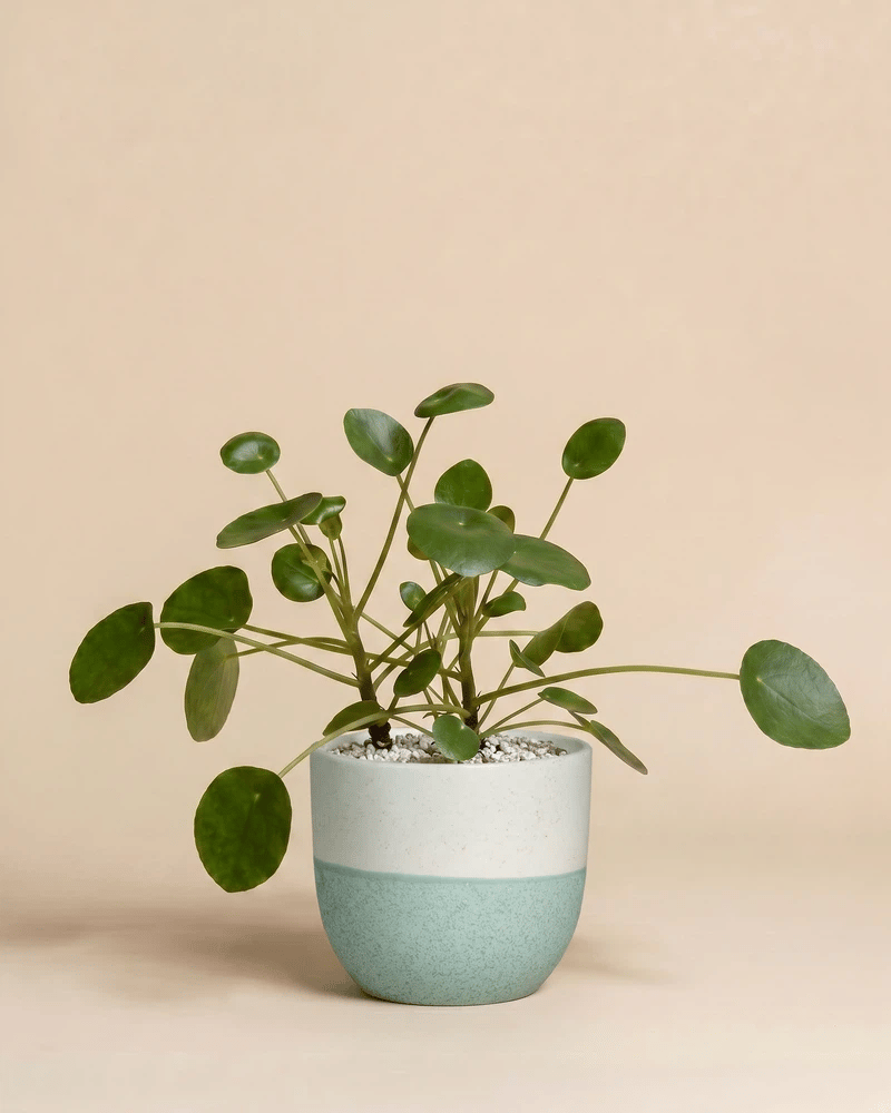 feey-variado-ufopflanze-pilea-zimmerpflanze-klein-ohne-bertopf image 5