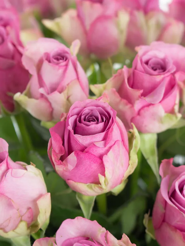 blumigo-rosen-cool-water-schnittrose-pink-lila-frisch image 1