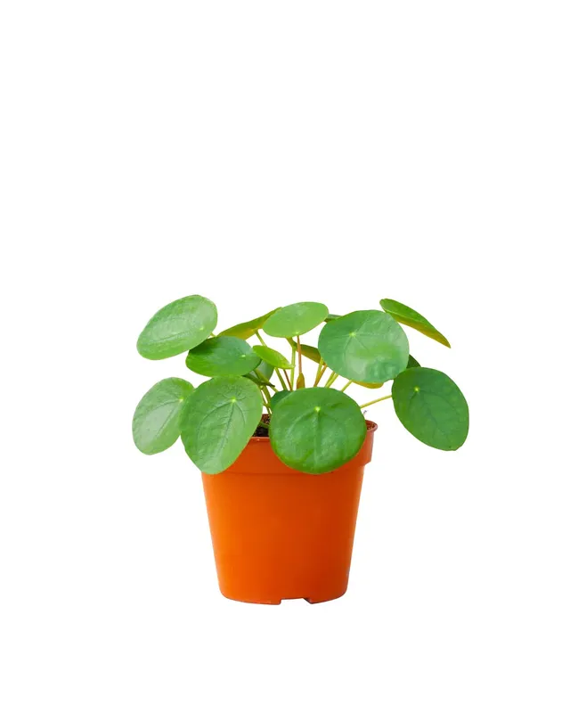 plnts-pilea-peperomioides-ufopflanze-20-cm-im-12-cm-topf image 1