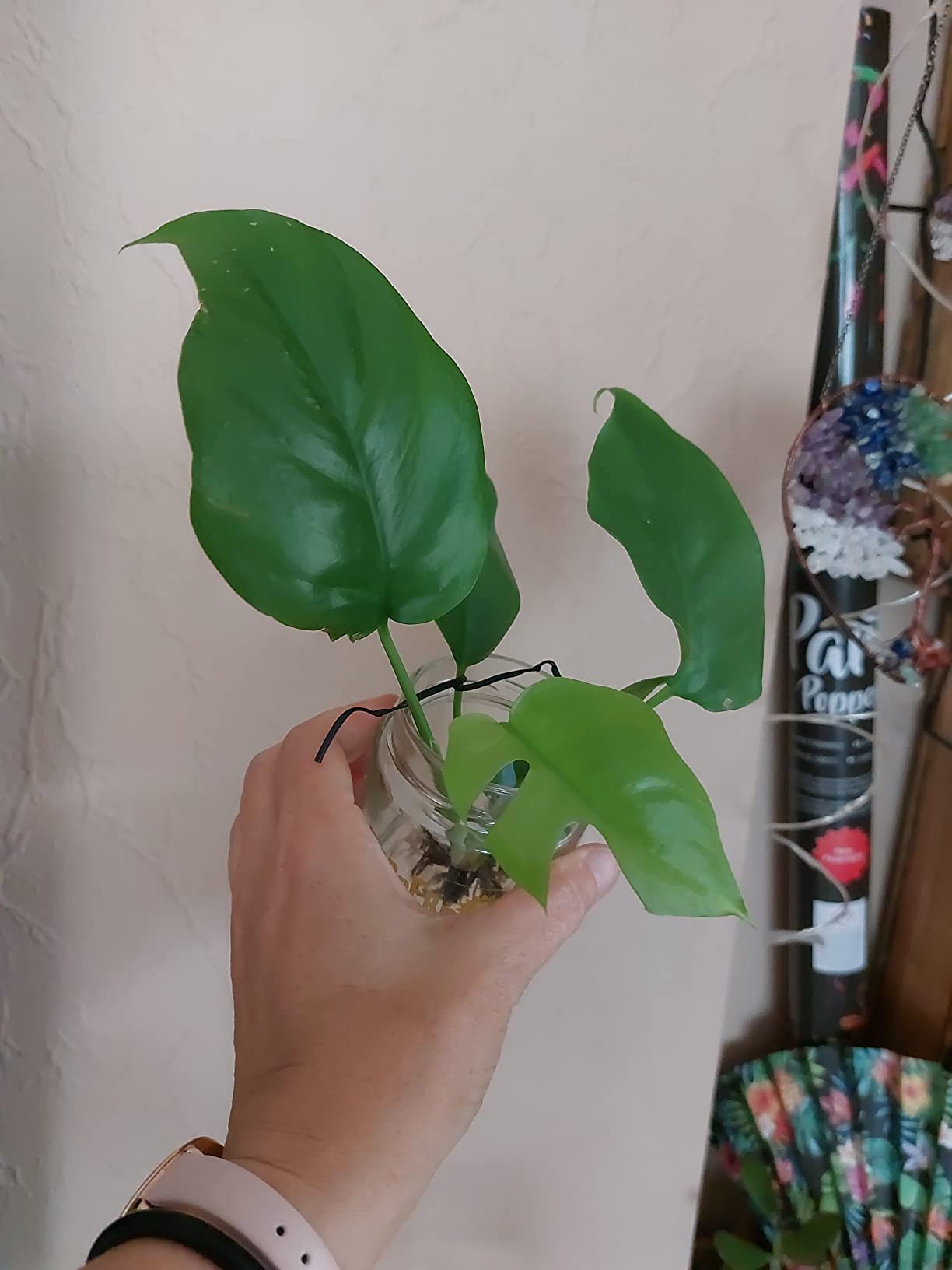 Süße Mini-Monstera
