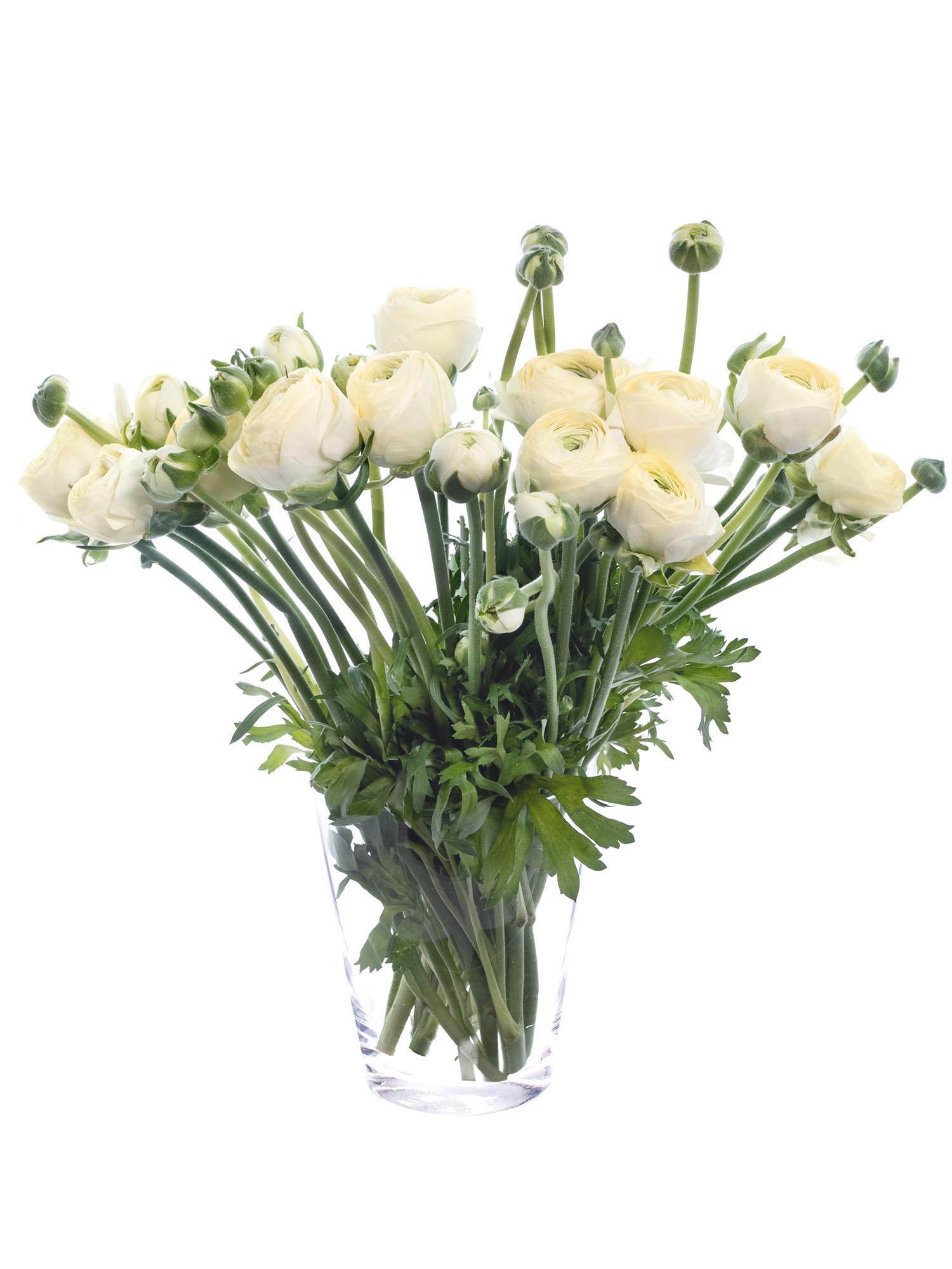 blumigo-ranunkeln-xl-cloni-commedia-schnittblume-creme image 2