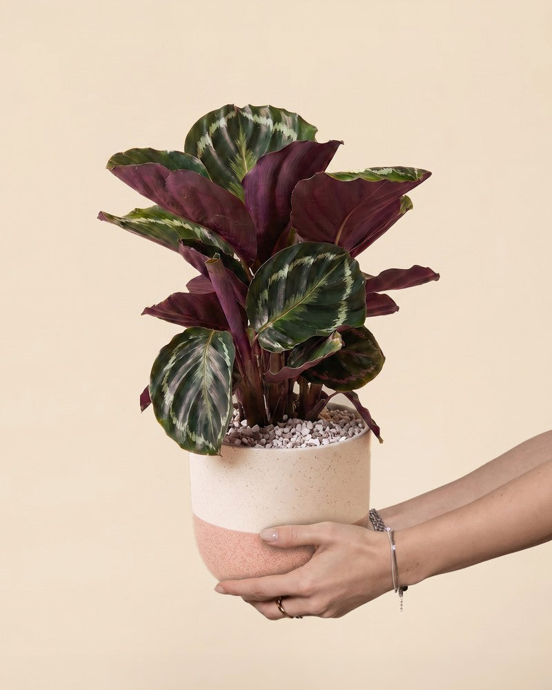feey-calathea-roseopicta-zimmerpflanze-ohne-bertopf-tierfreundlich image 1