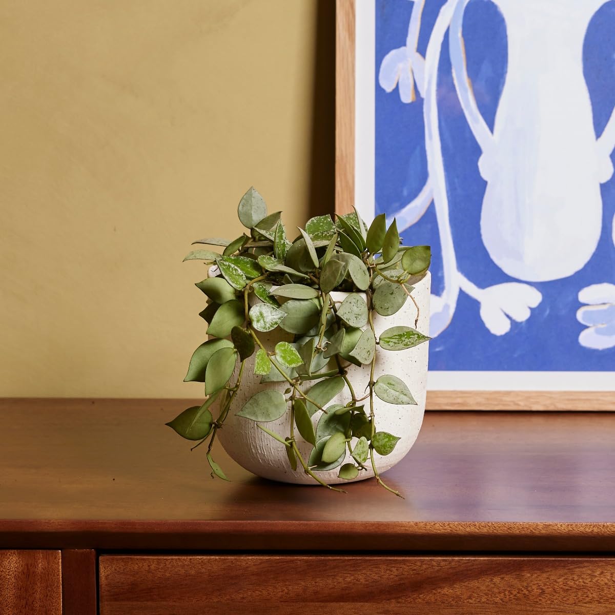 plnts-rareplnts-hoya-kroniana-eskimo-wachsblume-12cm-30cm image 6