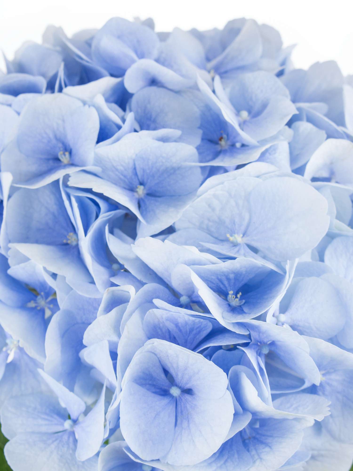 blumigo-hortensien-verena-schnittblume-hellblau image 2