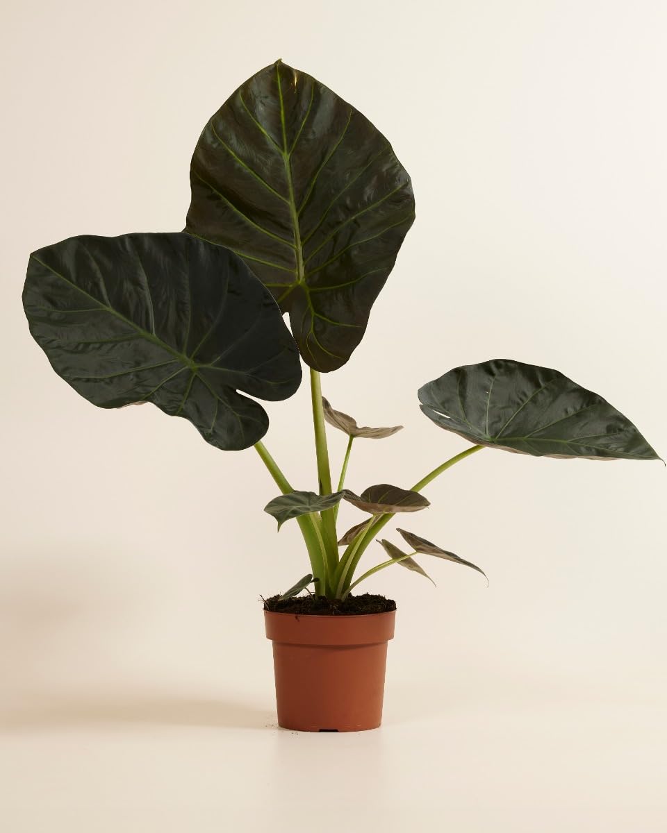 plnts-rareplnts-alocasia-regal-shield-zimmerpflanze-55-cm-elefantenohr image 2