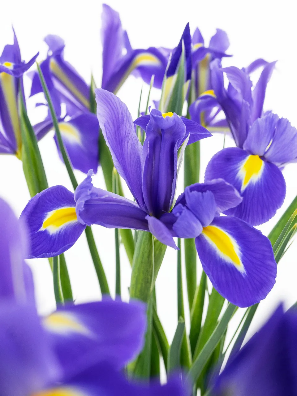 blumigo-iris-blue-magic-blaue-schnittblume image 1