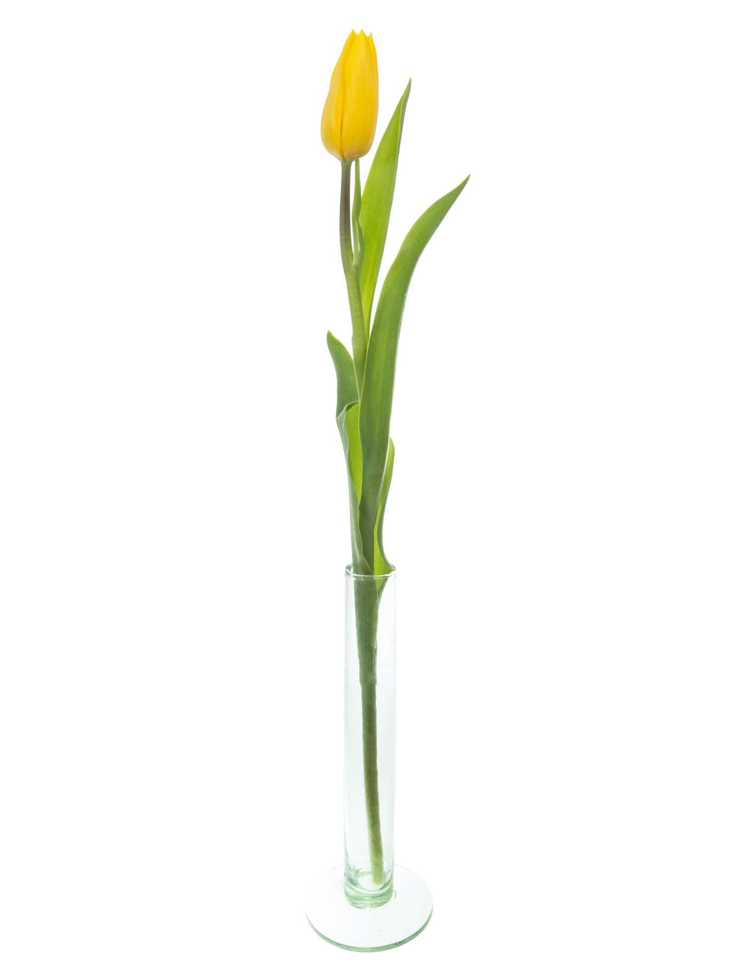 blumigo-tulpen-strong-gold-gelbe-schnittblumen-frisch image 3