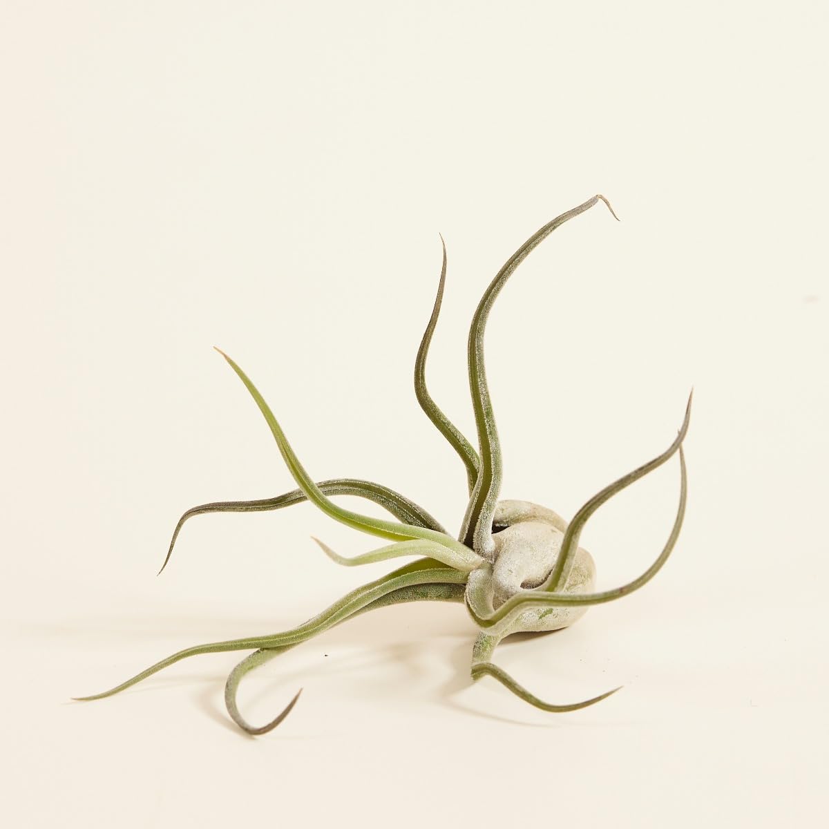 plnts-babyplnts-tillandsia-caput-medusae-luftpflanze-10-cm image 3