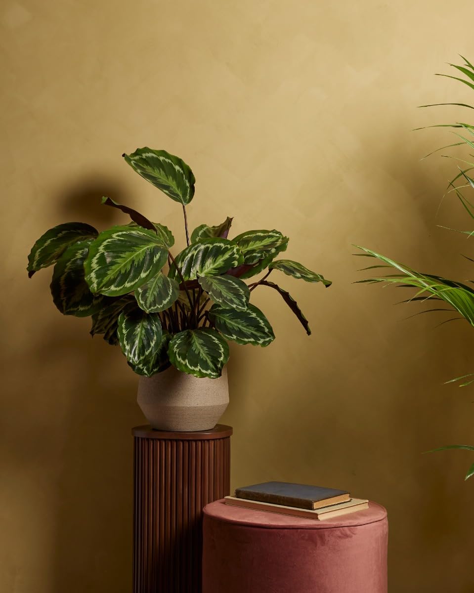 plnts-rareplnts-calathea-medallion-zimmerpflanze-60-cm image 2