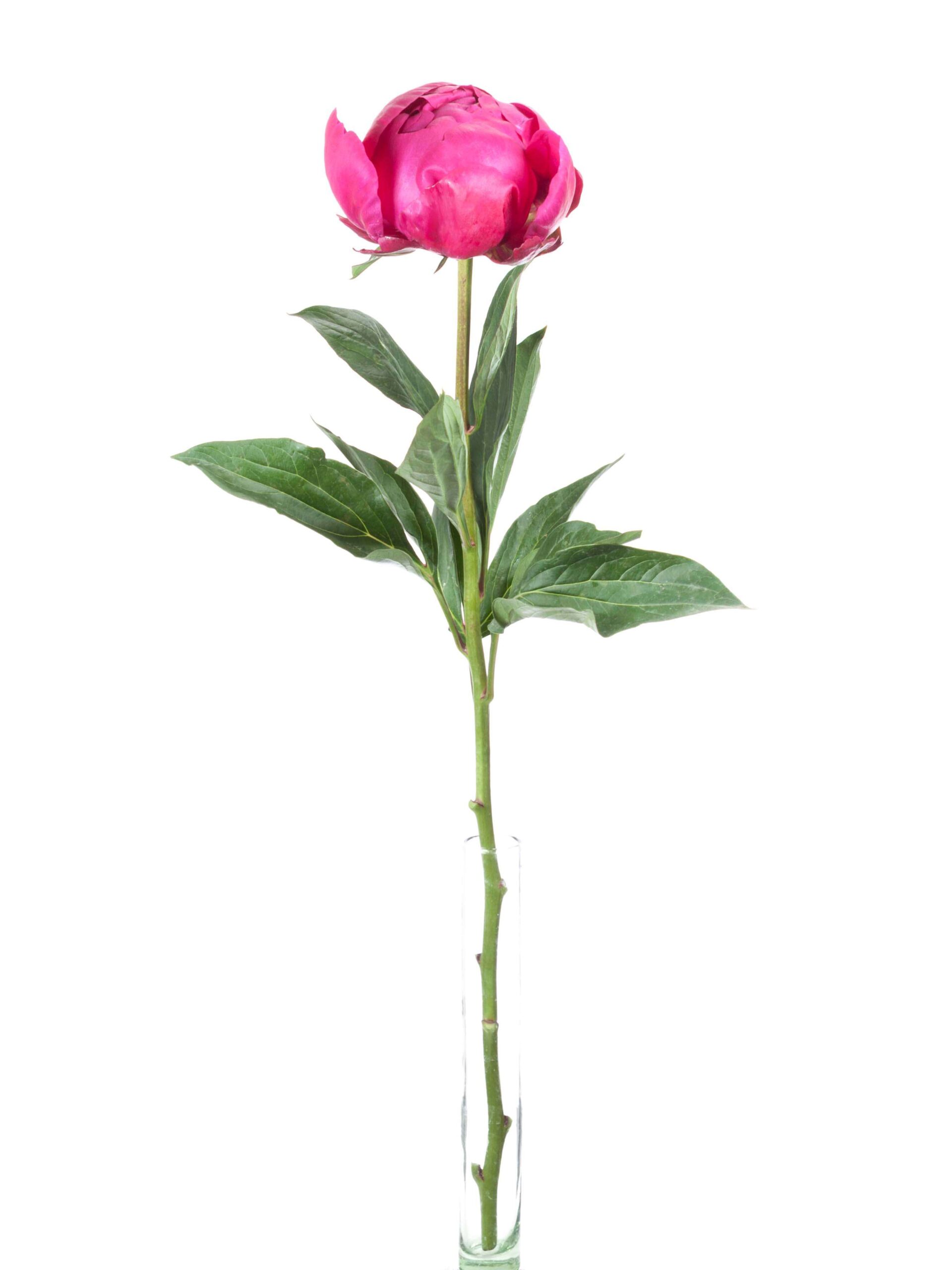 blumigo-pfingstrosen-avis-varner-schnittblume-pink image 3