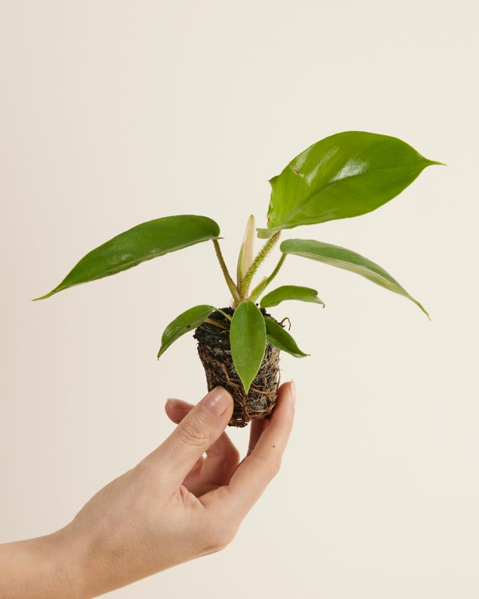 plnts-babyplnts-philodendron-squamiferum-zimmerpflanze-25cm image 2
