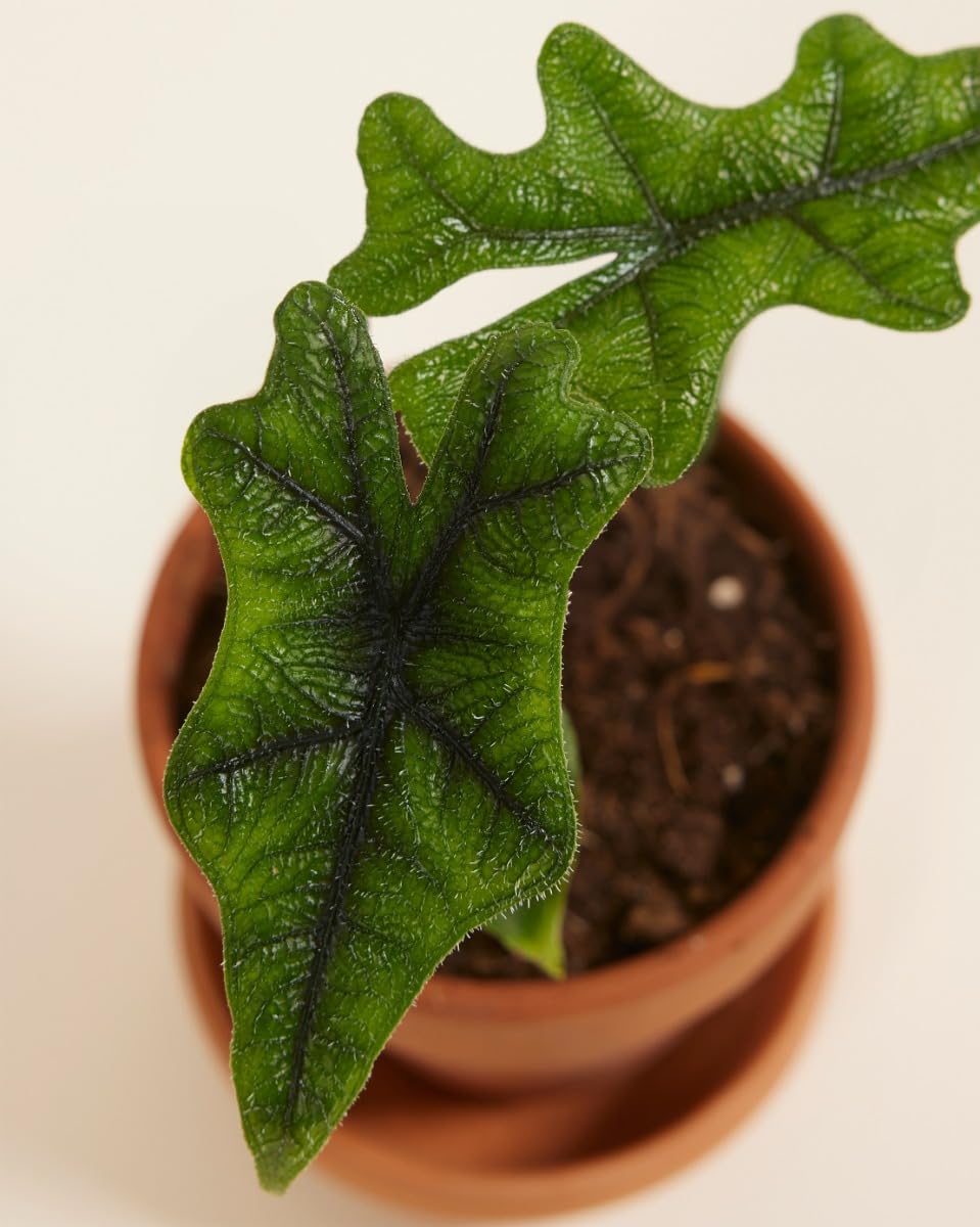 plnts-babyplnts-alocasia-jacklyn-zimmerpflanze-10cm image 6