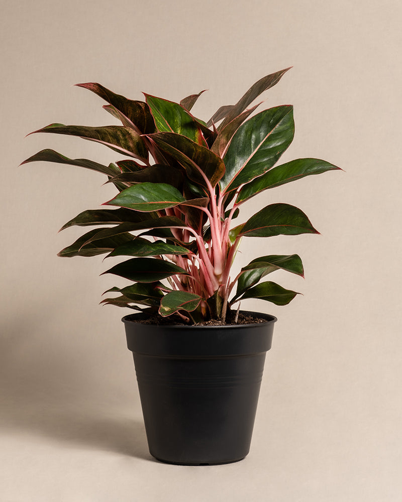 feey-variado-aglaonema-jungle-red-zimmerpflanze-gro-rot image 3