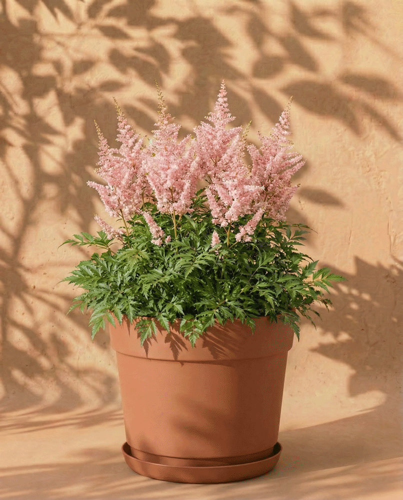 feey-amsterdam-astilbe-rosa-knollen-3-stk-schatten image 7