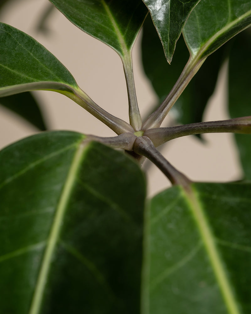 feey-variado-schefflera-amate-zimmerpflanze-gro image 2