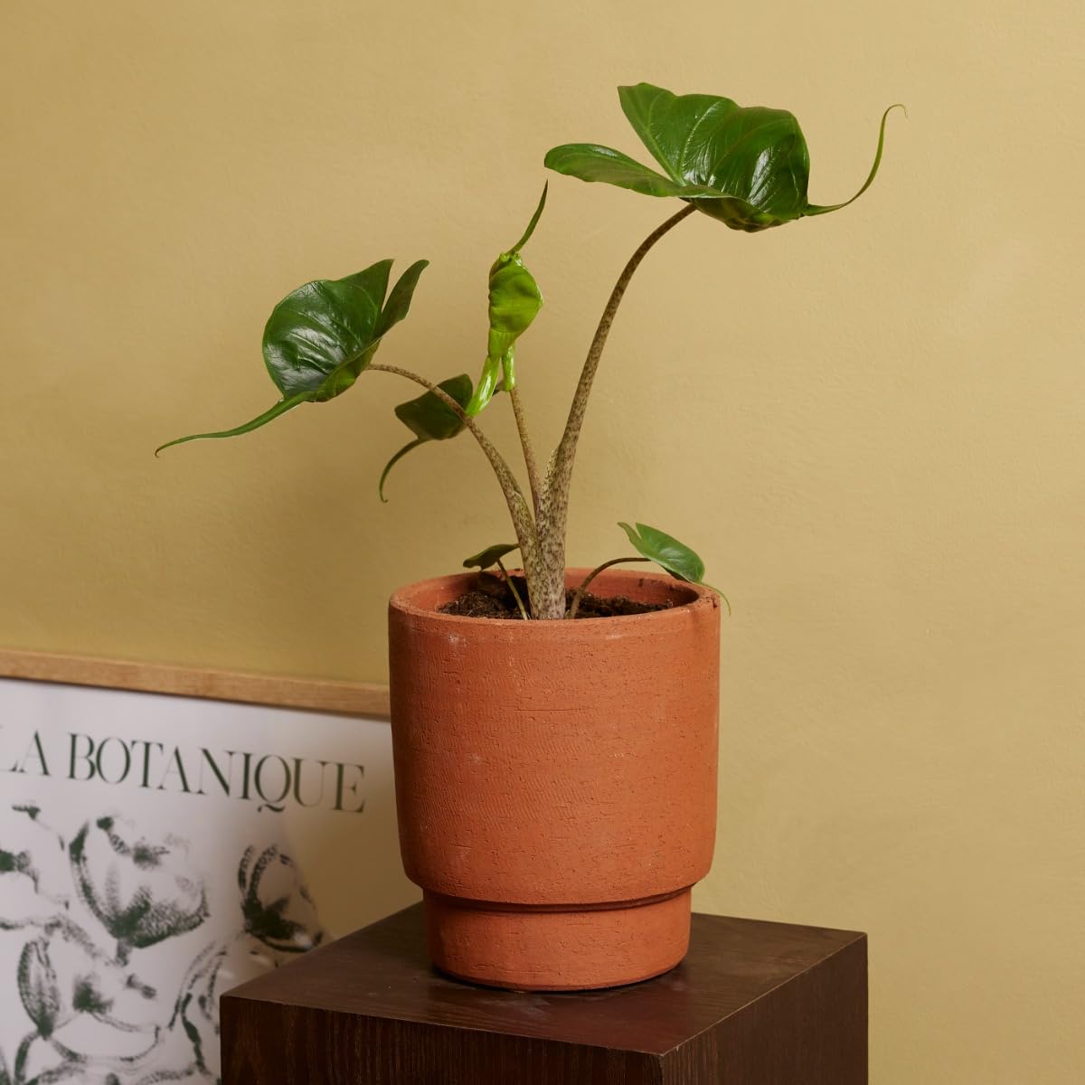 plnts-rareplnts-alocasia-stingray-zimmerpflanze-35cm image 7
