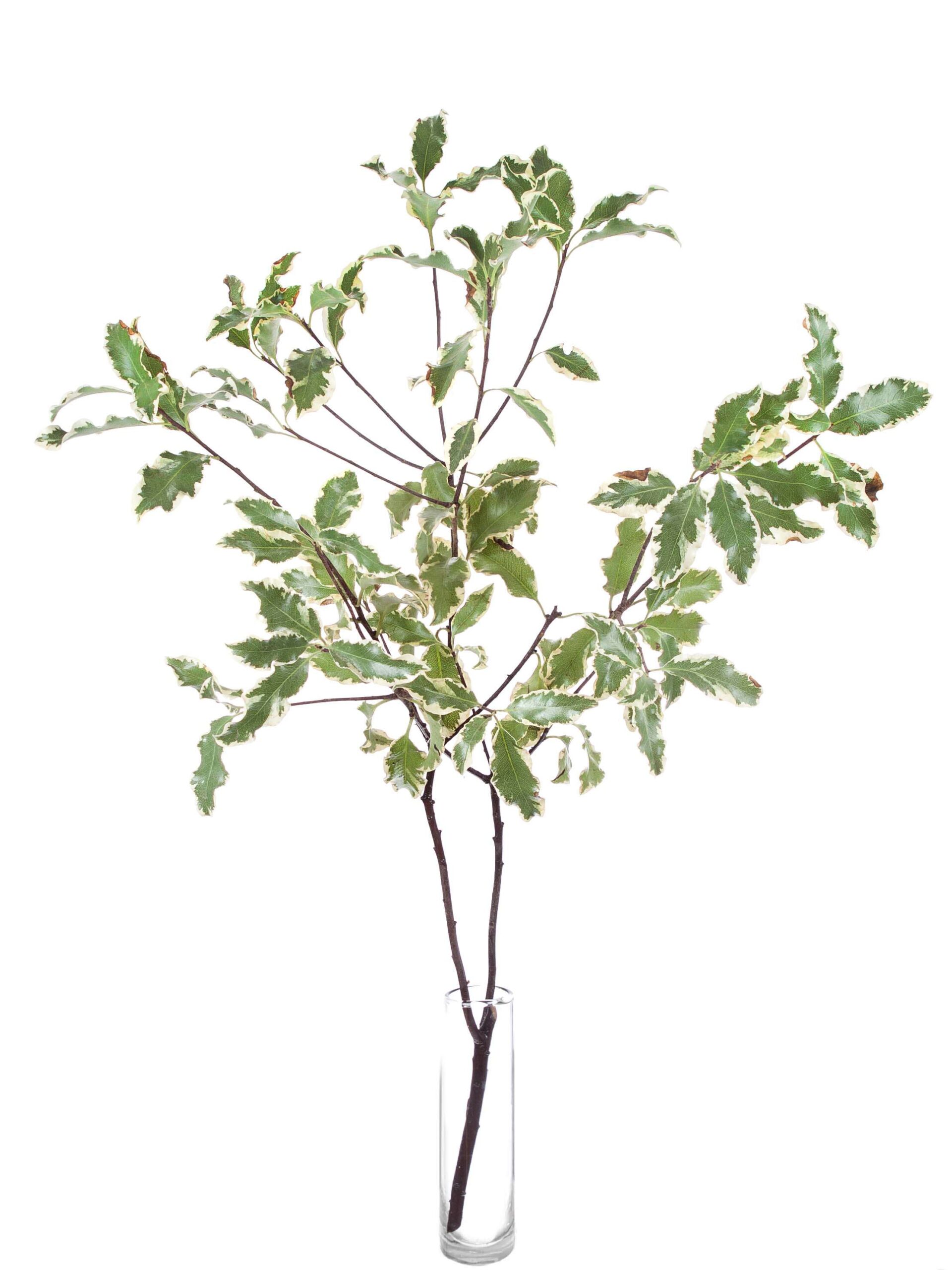 blumigo-pittosporum-nigra-bindegr-n-gr-n-wei-stiel image 3