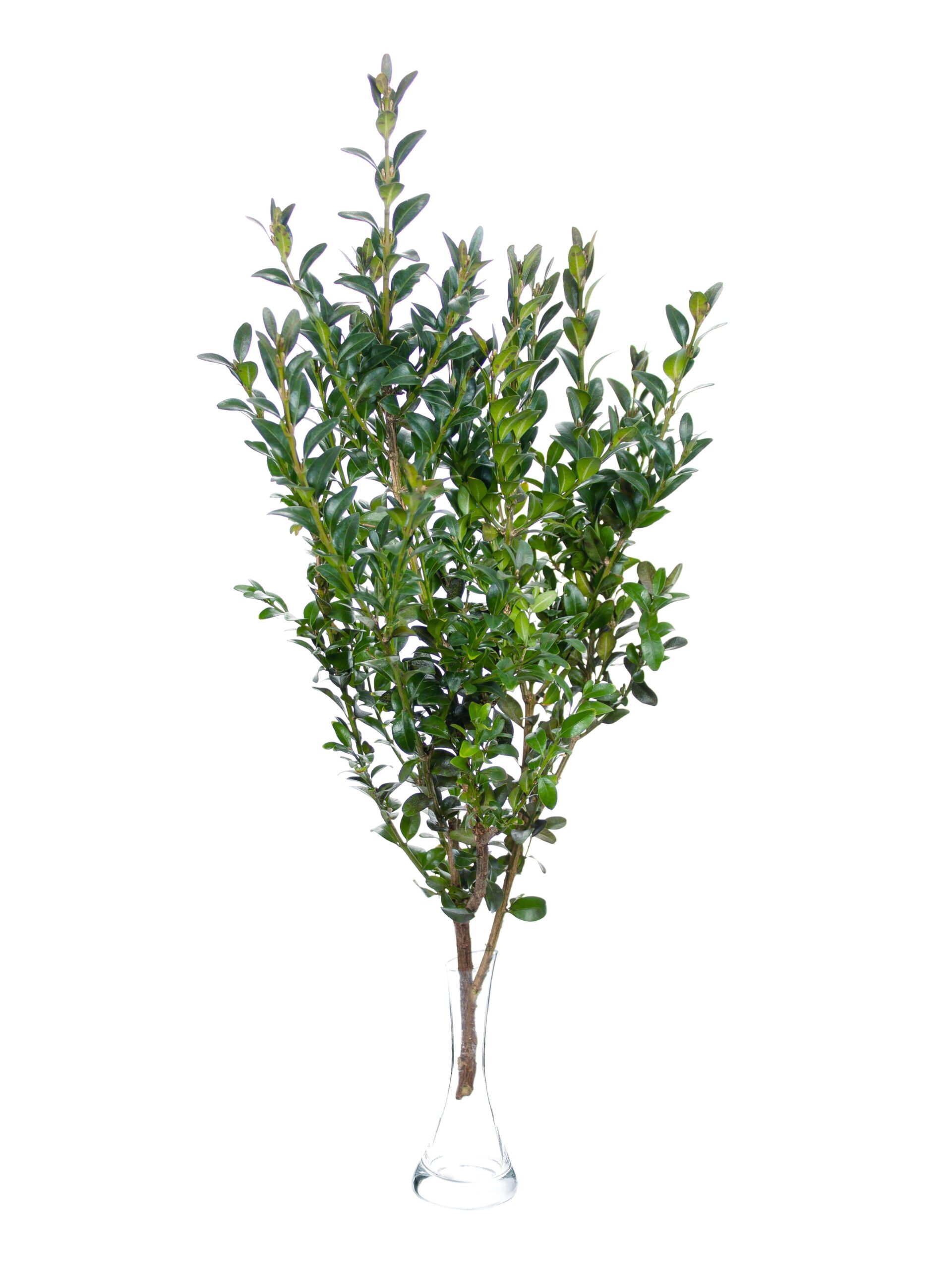 blumigo-blattwerk-und-bindegr-n-buchsbaum-gr-n-schnittgr-n-for-powerpoint-decorn image 4