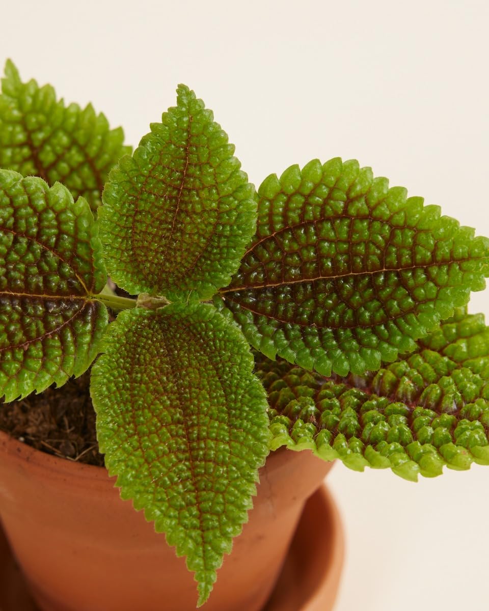plnts-babyplnts-pilea-moon-valley-zimmerpflanze-6cm-topf image 3