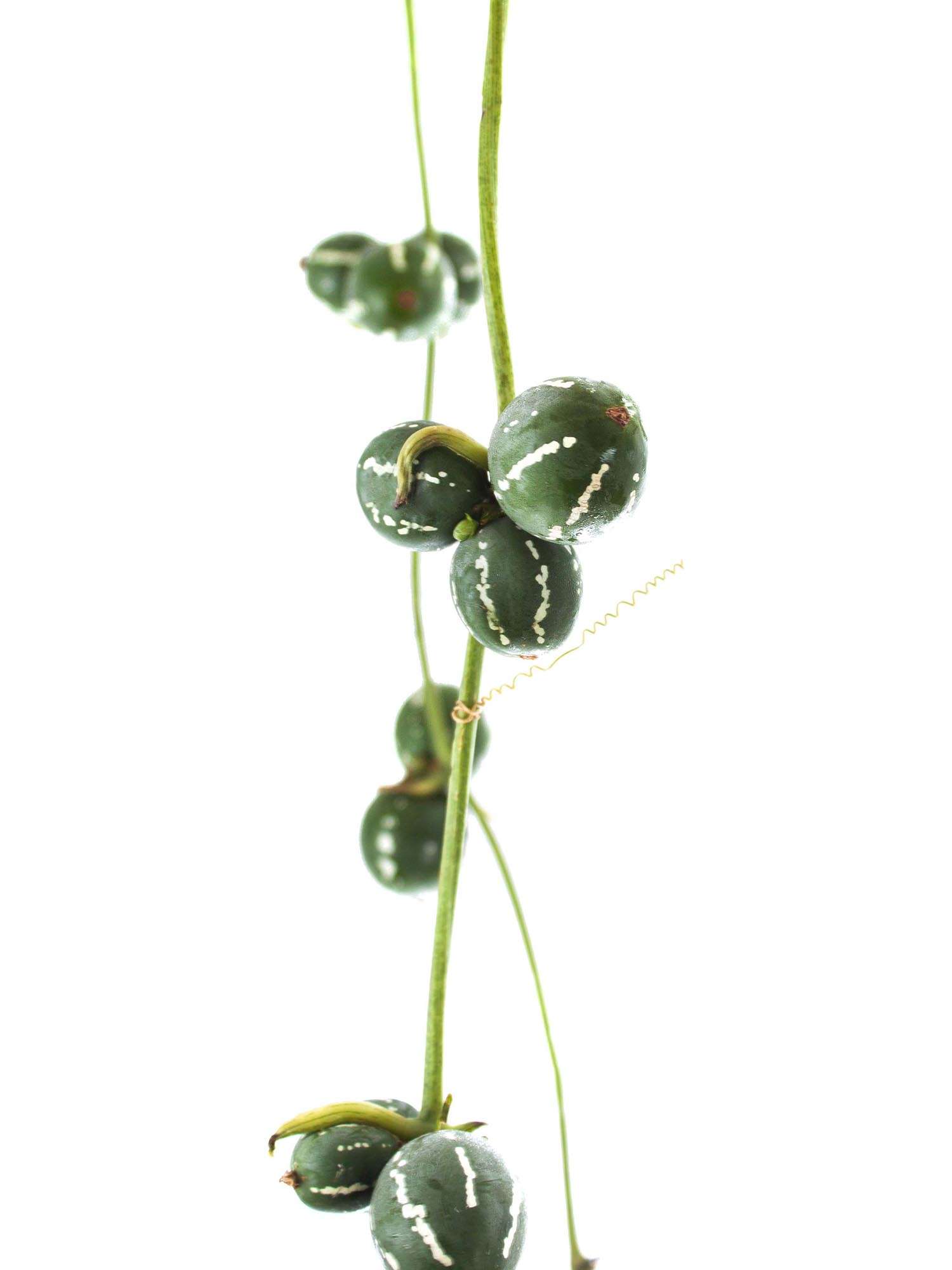 blumigo-blattwerk-diplocyclos-palmatus-ranke-gr-n-frisch image 4