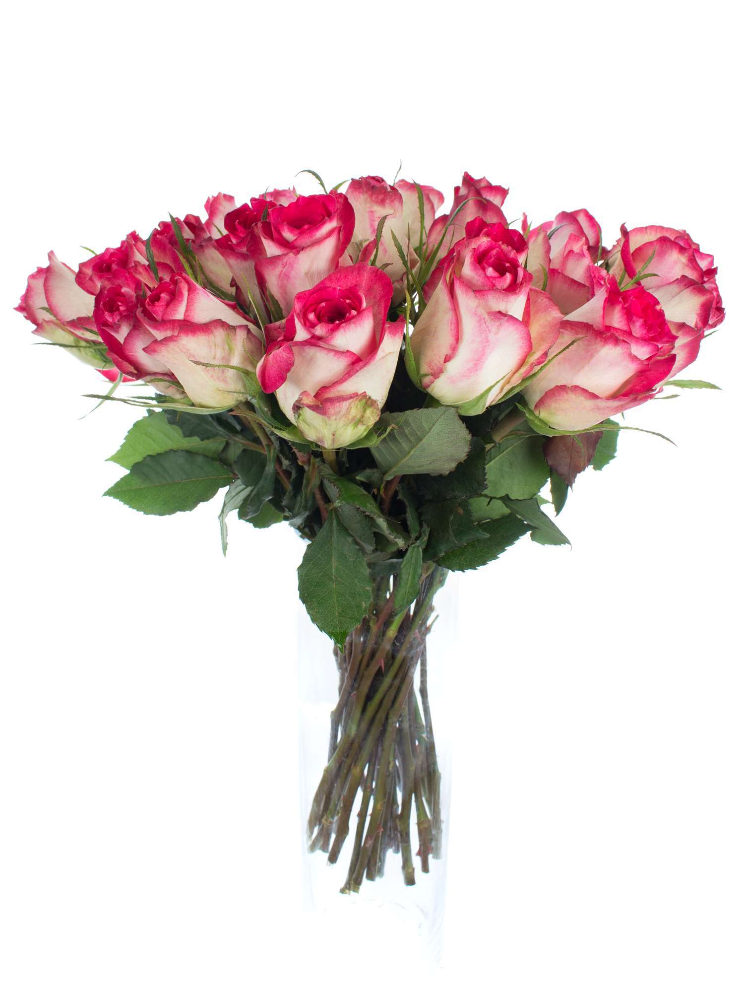 blumigo-double-date-rose-pink-wei-einzelstiel image 2