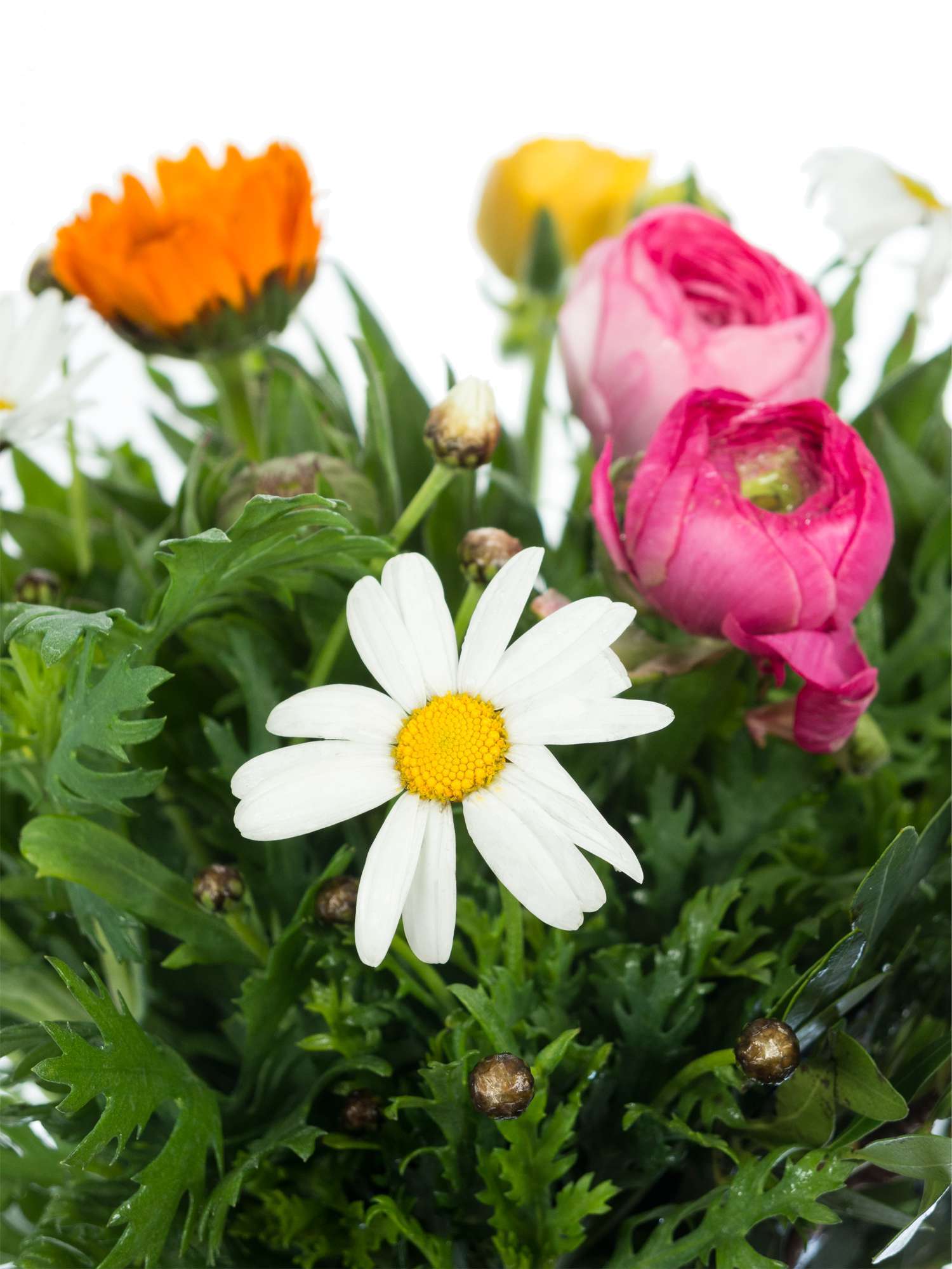 blumigo-berraschungsmix-italienische-fr-hlingsmischung image 2