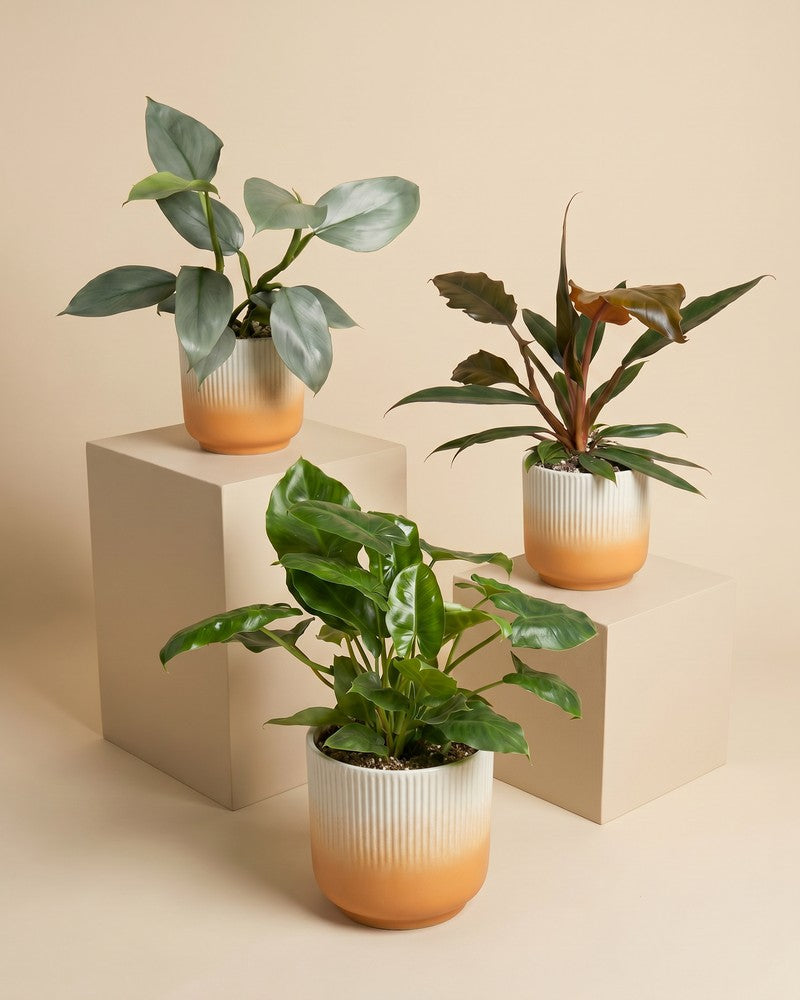feey-variado-schweizer-philodendron-trio-pflanzenset-3er image 4