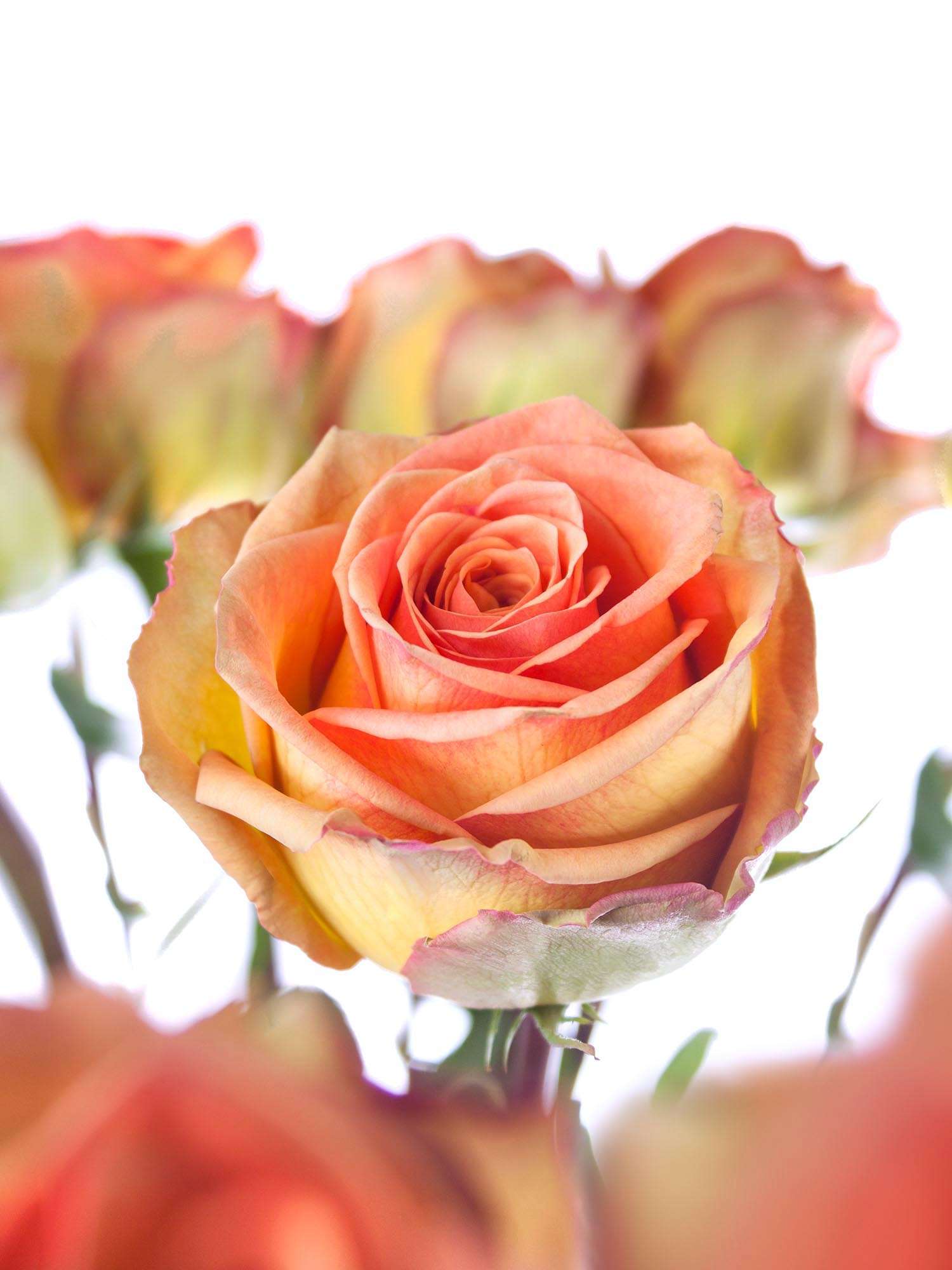 blumigo-olduvai-rosen-gelb-orange-schnittrosen image 1