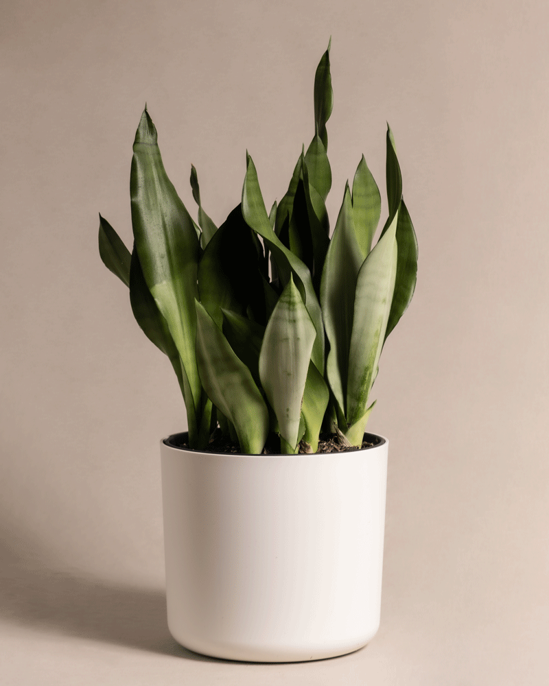 feey-variado-sansevieria-moonshine-gro-bogenhanf image 5