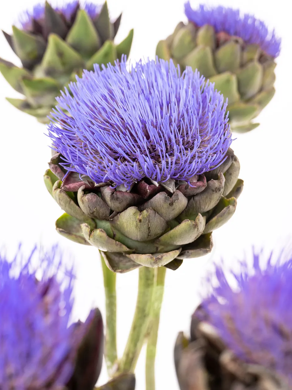 blumigo-herbstdeko-artischocke-cynara-scolymus-blau-bl-hend image 1