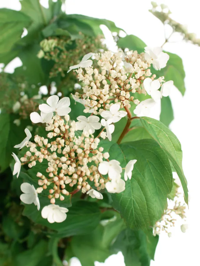 blumigo-exklusives-greenery-viburnum-compactum-wei-gr-n image 1