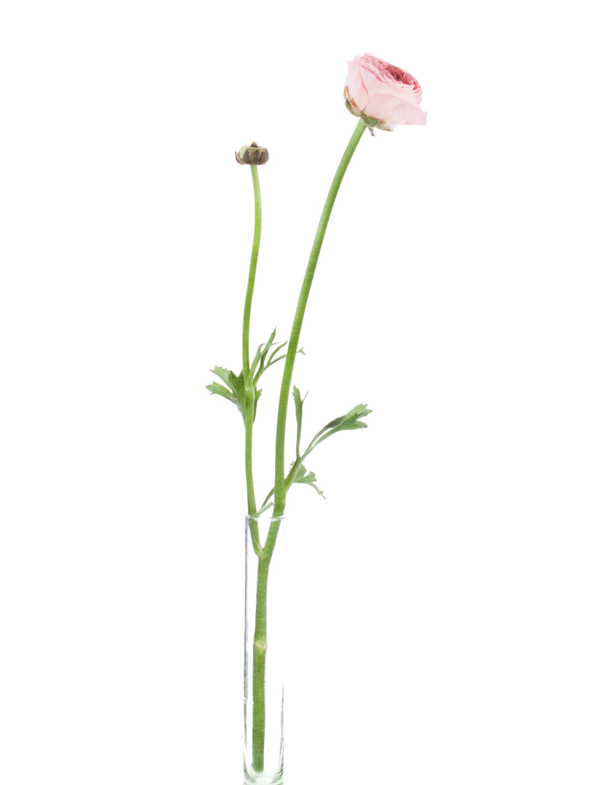 blumigo-ranunkeln-xl-cloni-grand-pastel-korall image 3