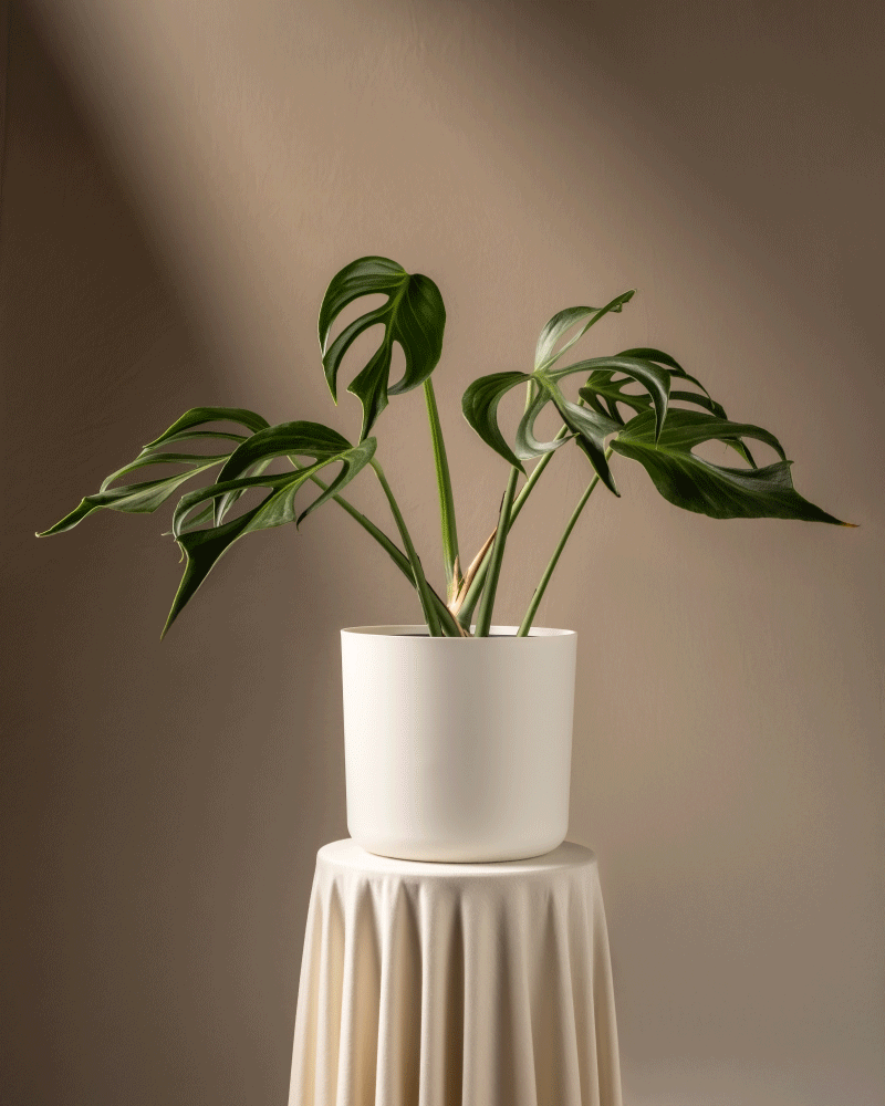 feey-variado-monstera-burle-marx-flame-zimmerpflanze image 8