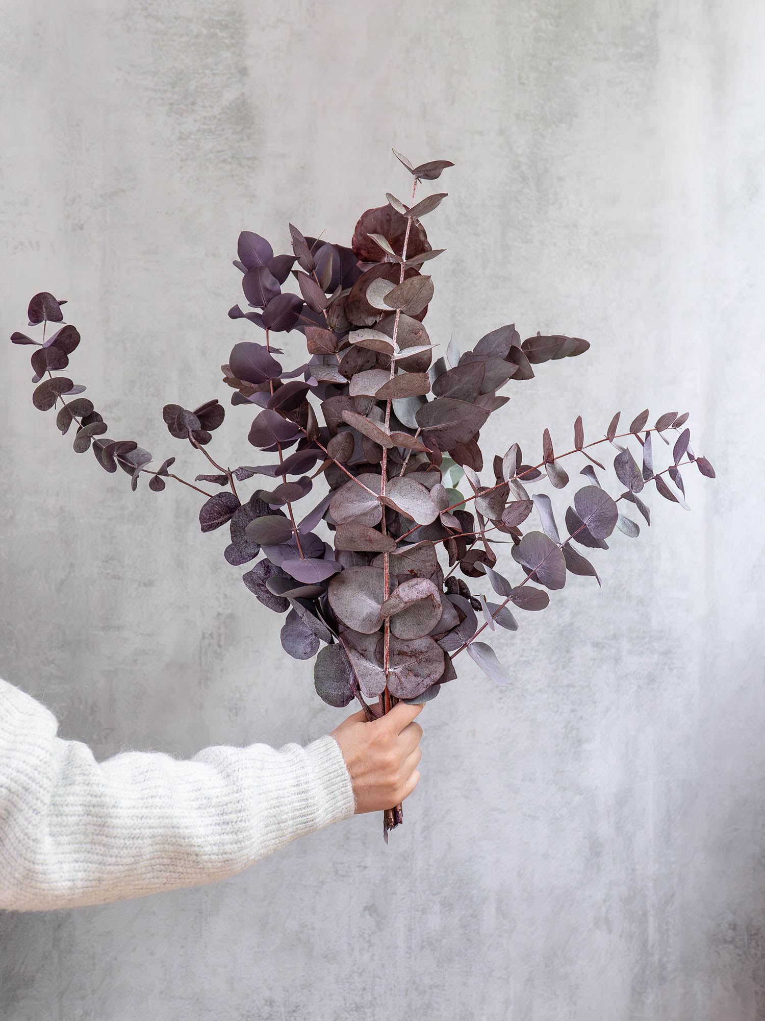 blumigo-eukalyptus-cinerea-painted-rot-zweige image 1