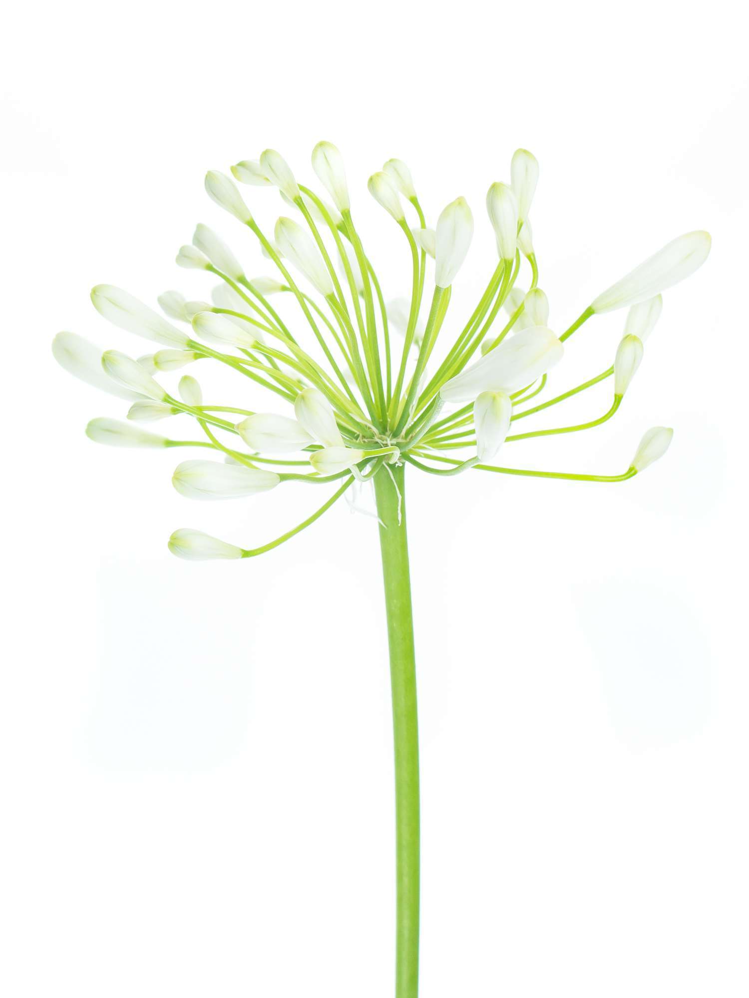 blumigo-blattwerk-agapanthus-polar-ice-bindegr-n-wei image 1