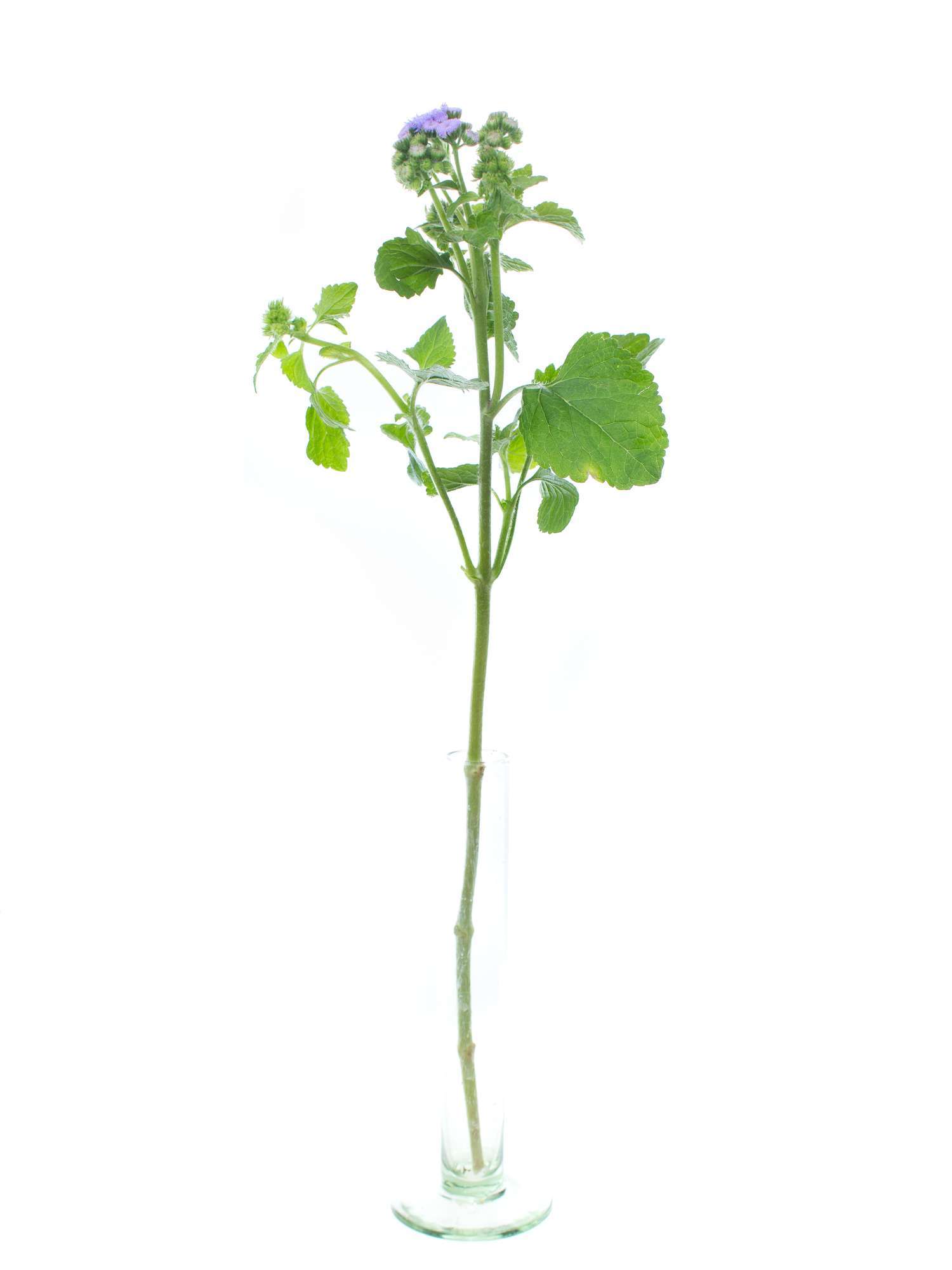 blumigo-ageratum-blue-horizon-blau-violett-schnittblume image 3