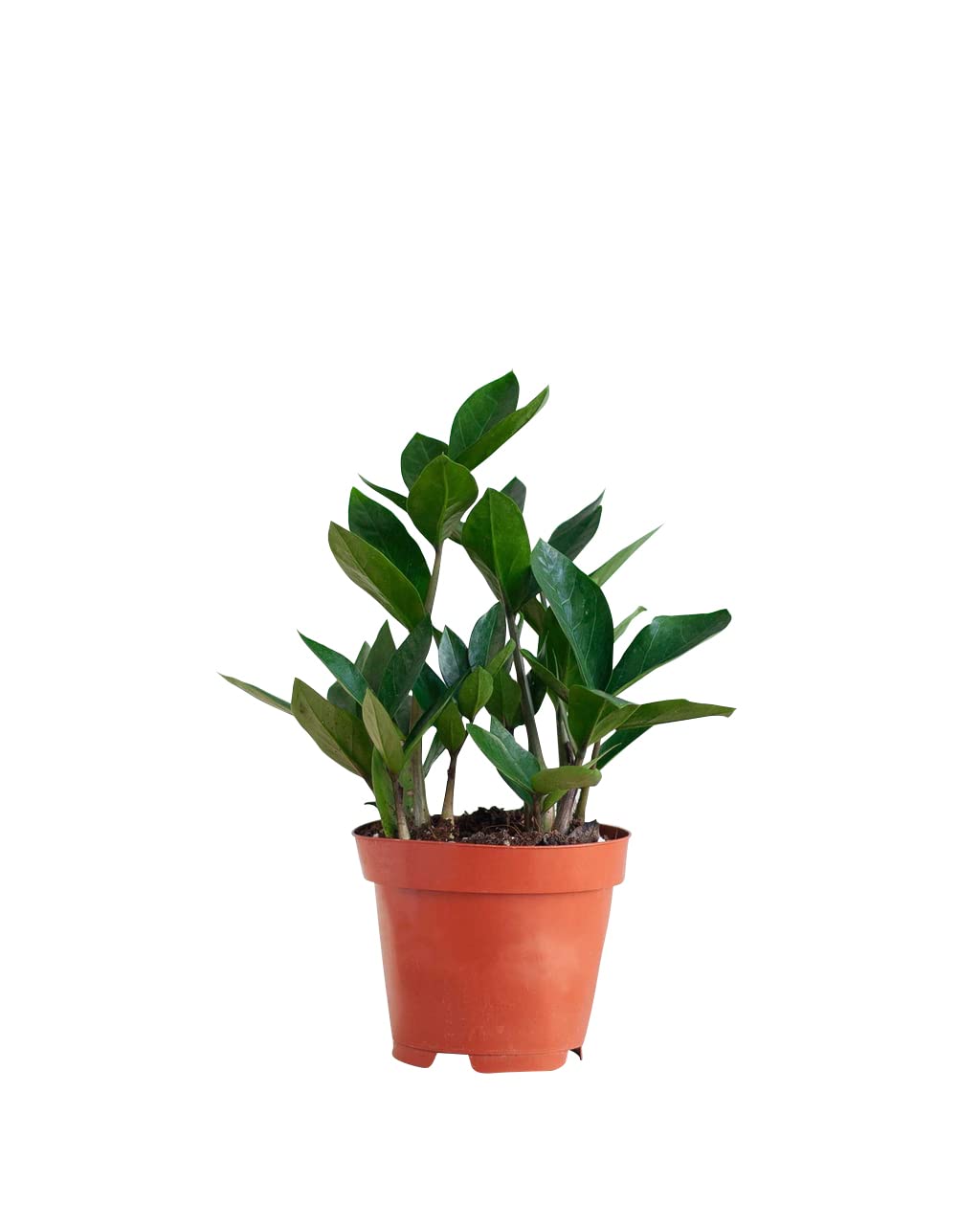 plnts-rareplnts-zamioculcas-zamiifolia-zimmerpflanze-35-cm-gl-cksfeder image 1