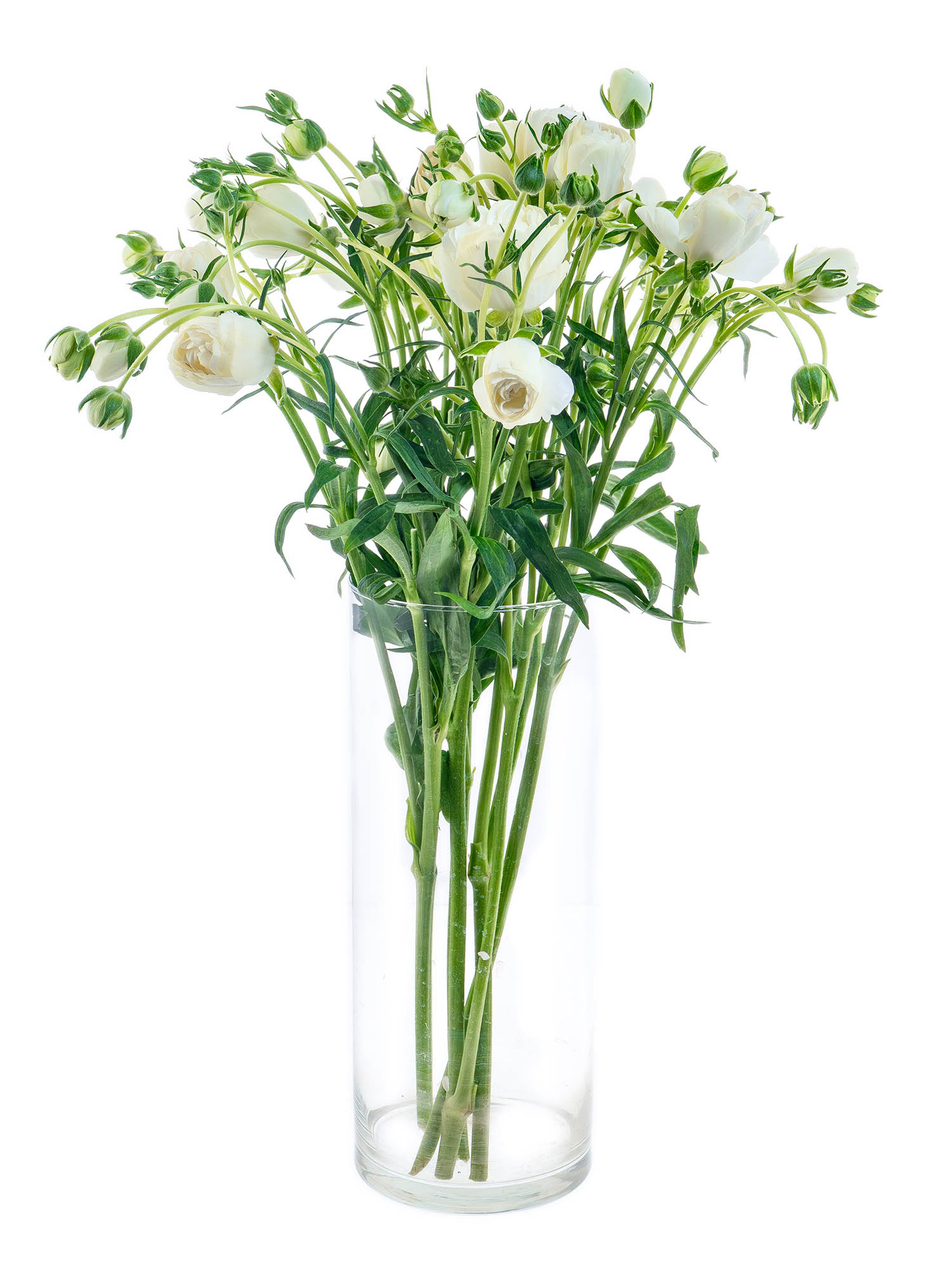 blumigo-ranunkeln-butterfly-ninos-schnittblumen-wei-verzweigt image 3