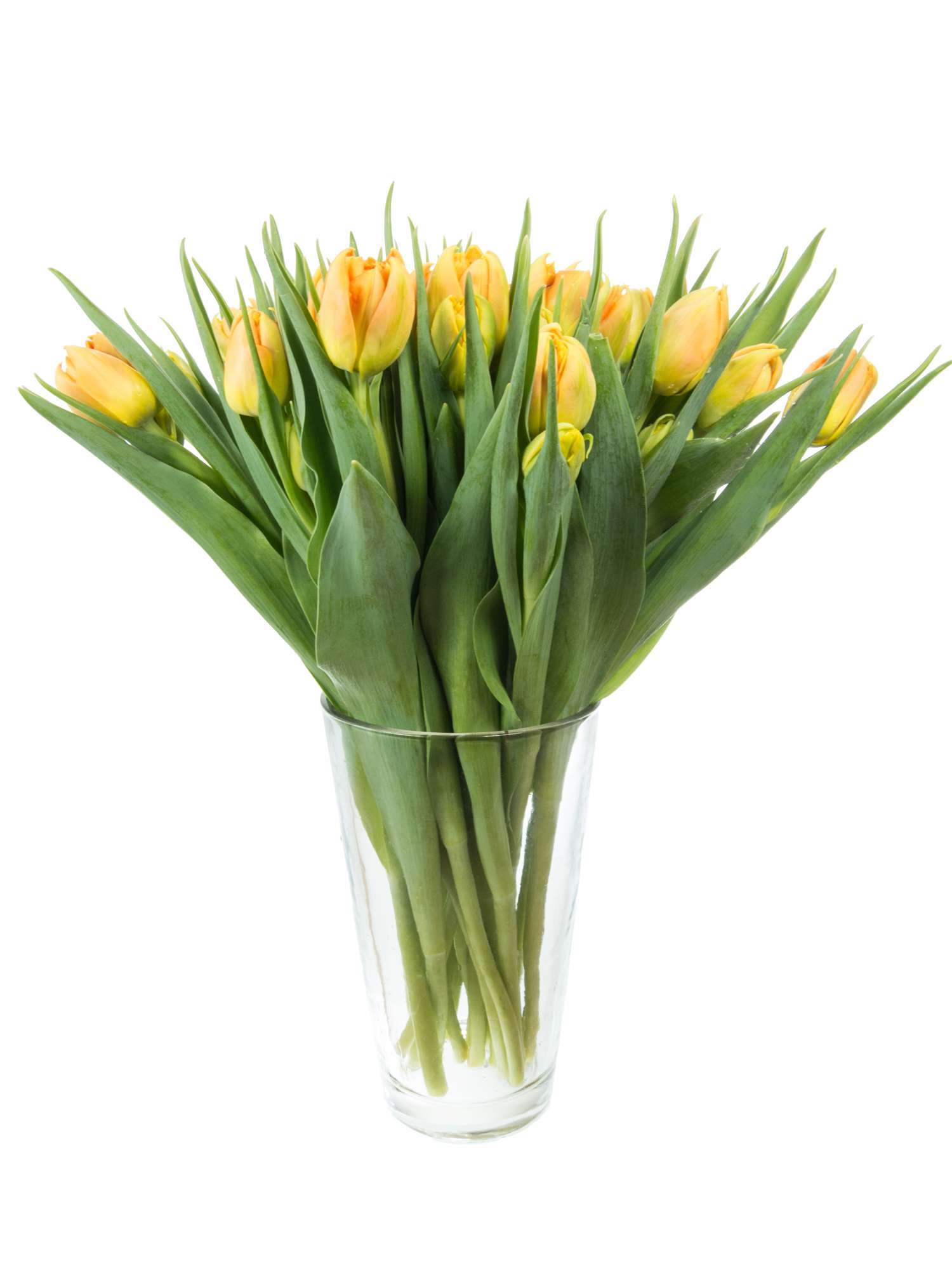 blumigo-monte-orange-tulpen-orange-gef-llt-8-tage-frisch image 2