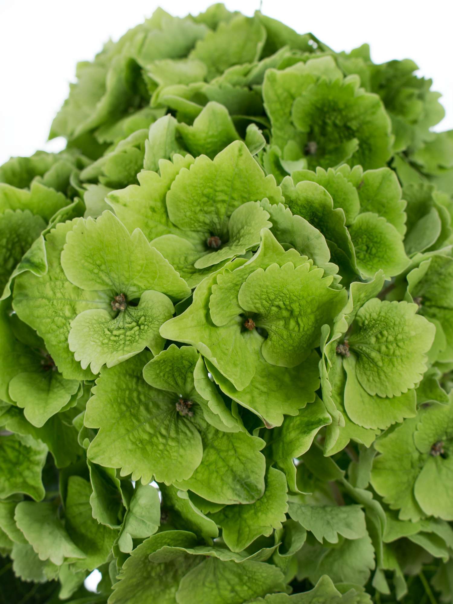 blumigo-emerald-green-classic-hortensie-gr-n-schnittblume image 3