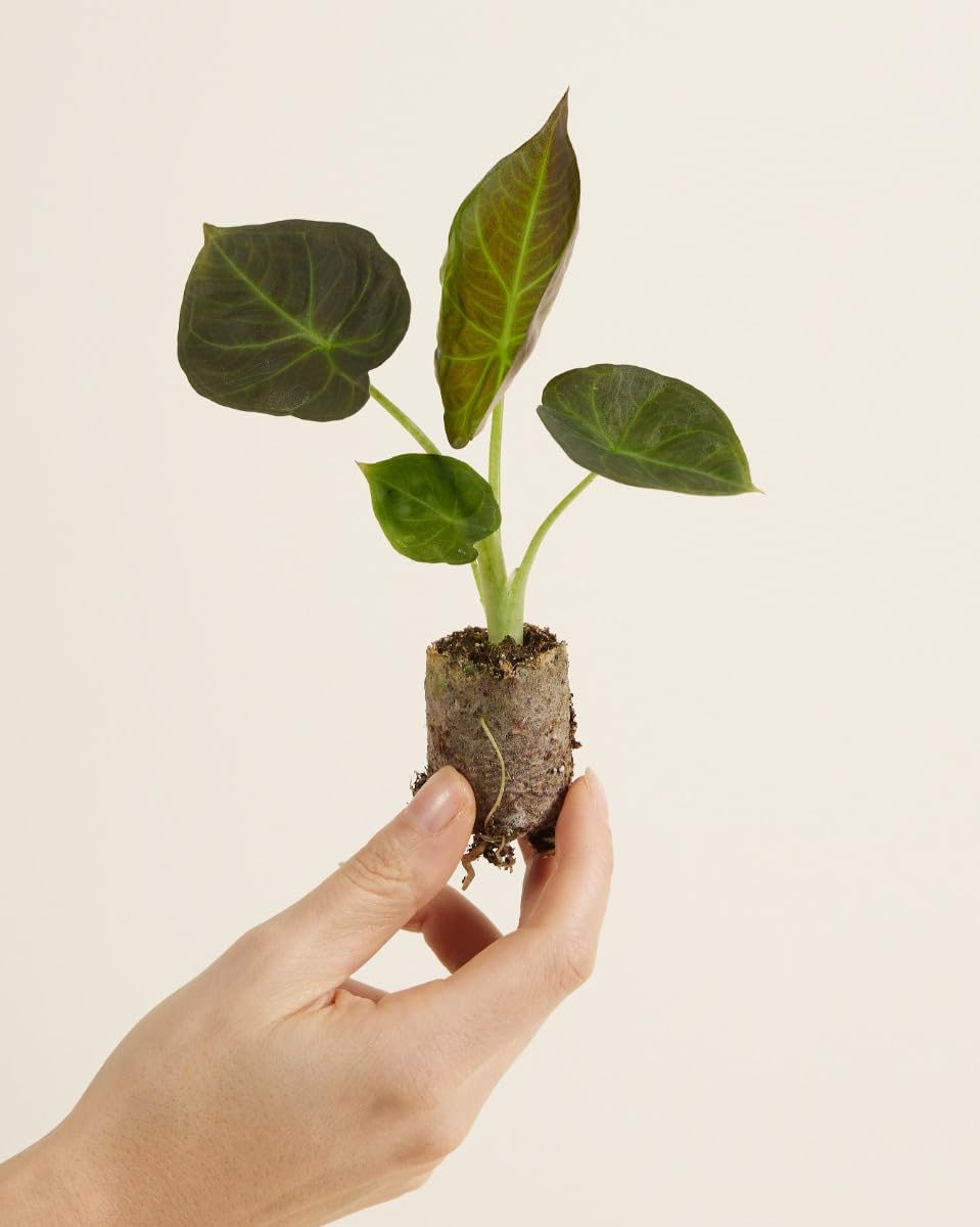 plnts-babyplnts-alocasia-regal-shield-zimmerpflanze-12-cm-dunkelgr-n image 2