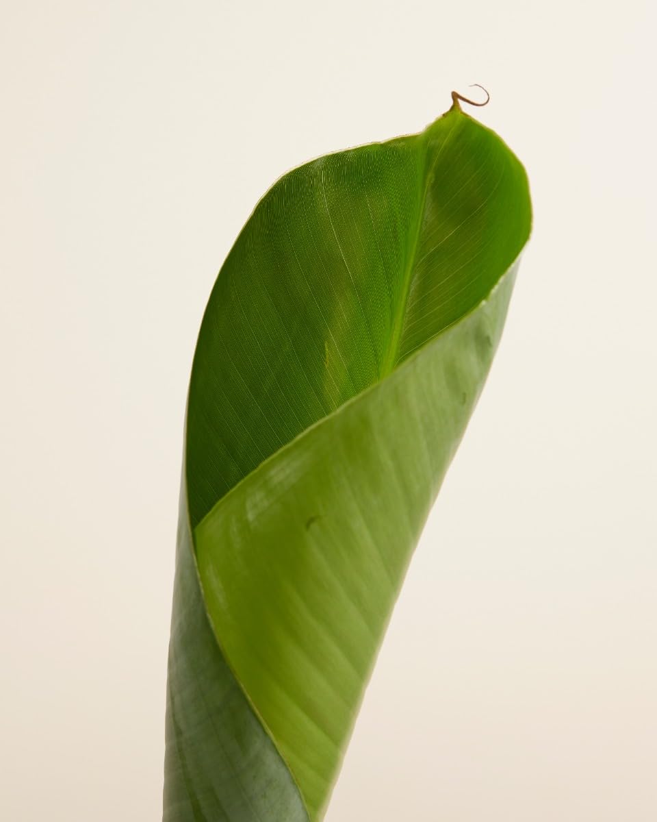 plnts-rareplnts-musa-dwarf-cavendish-bananenpflanze-90cm image 5
