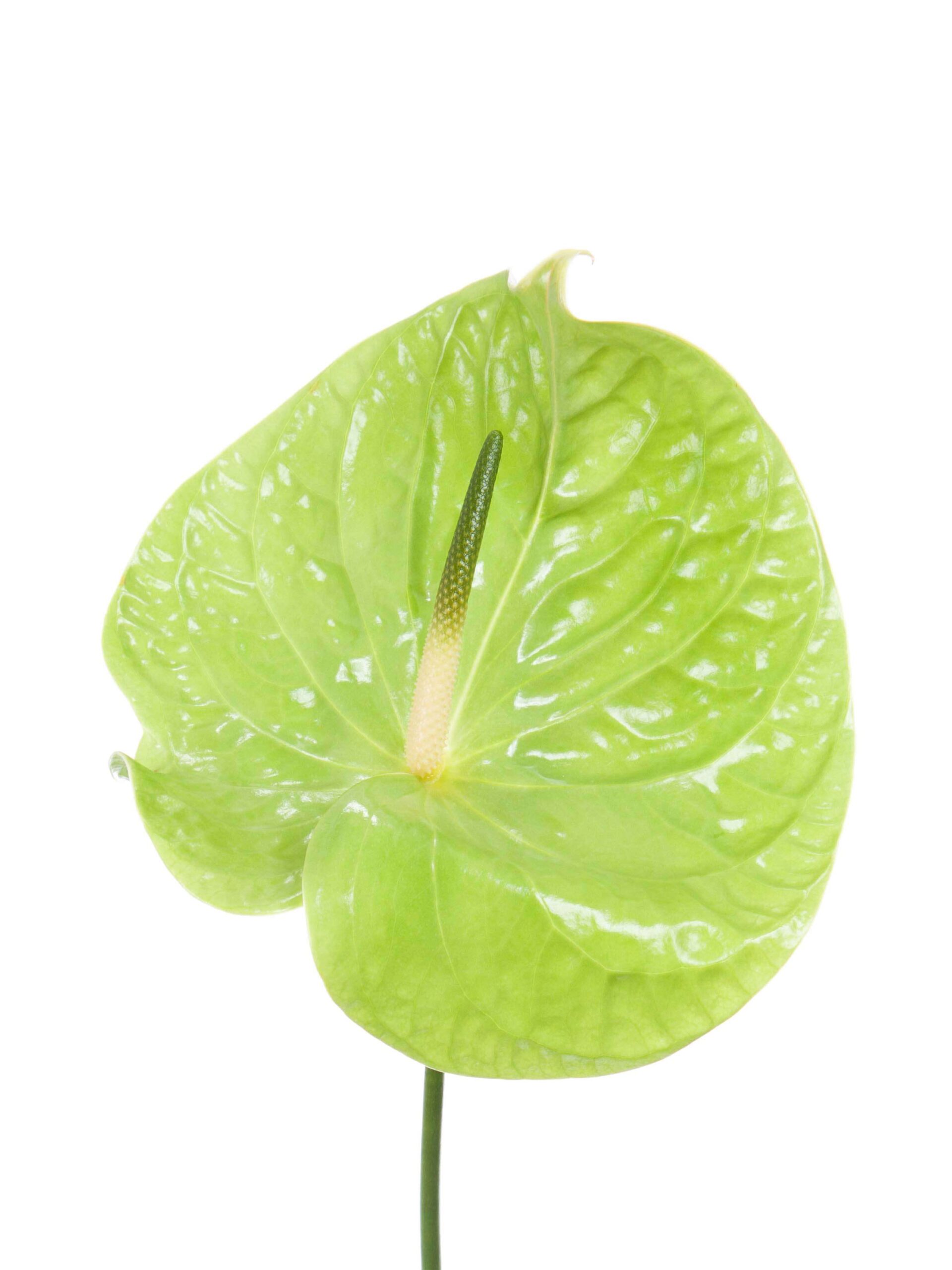 blumigo-anthurie-midori-schnittblume-gr-n-bindegr-n image 2