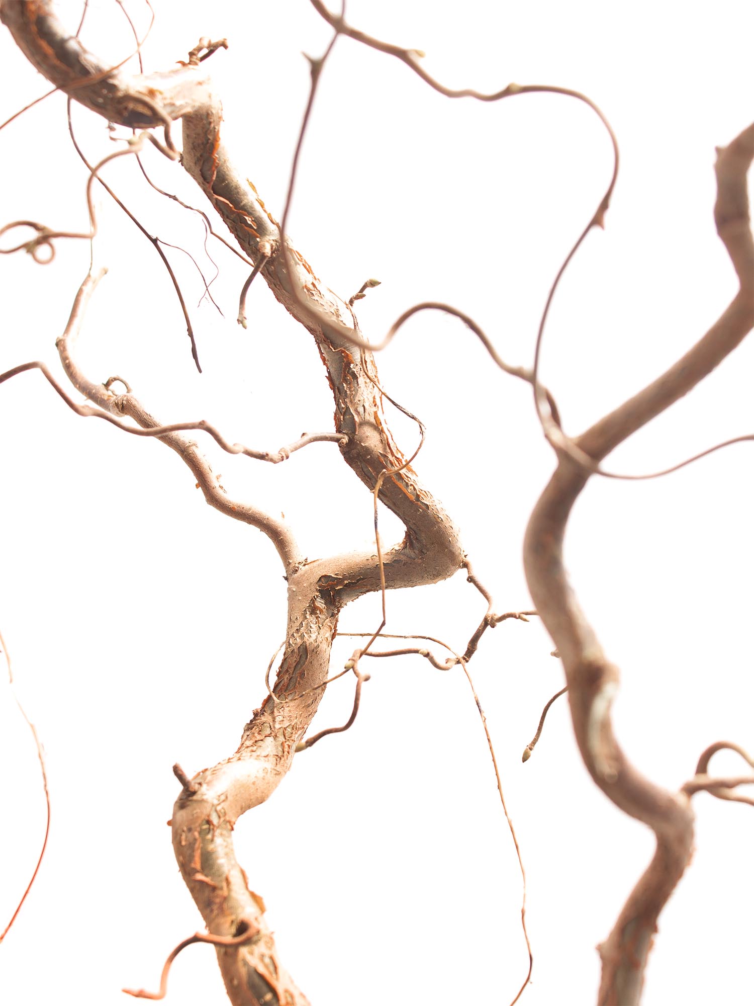 blumigo-zweige-gemeine-hasel-corylus-zweigbund image 4