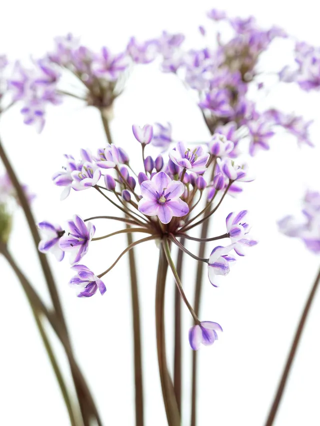 blumigo-fr-hlingsknollen-allium-neopolitanum-lila-wei image 1