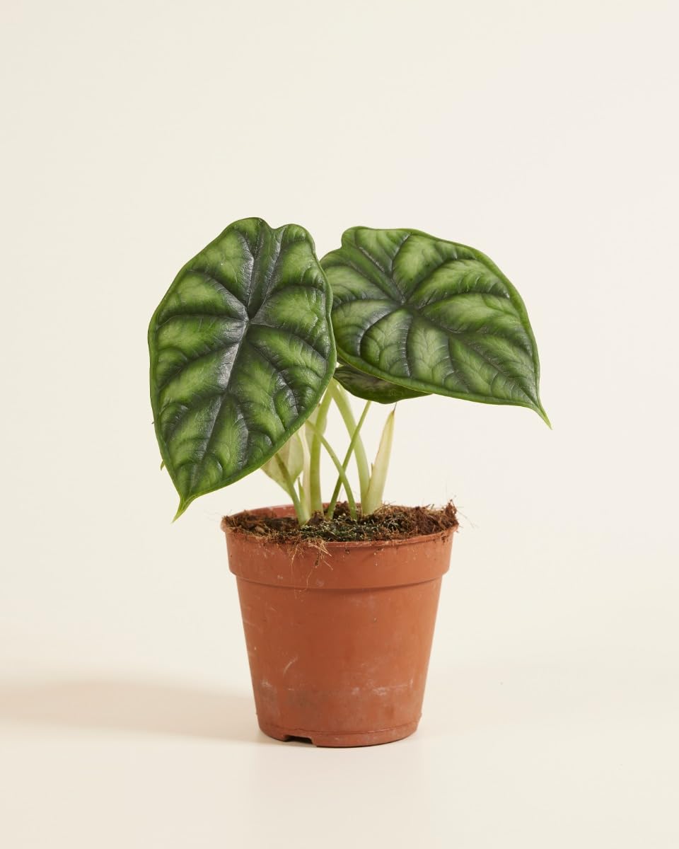 plnts-rareplnts-alocasia-dragon-scale-zimmerpflanze-20cm image 2