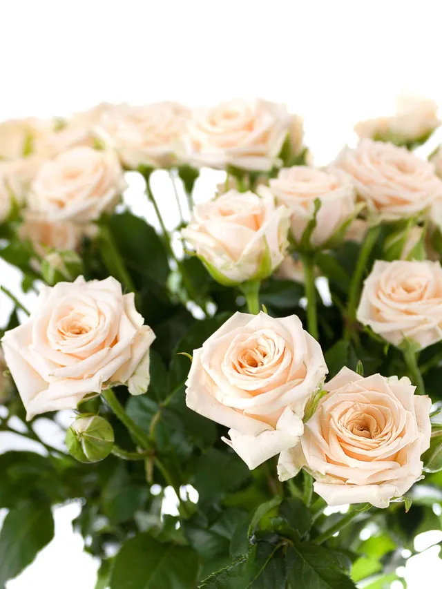 blumigo-rosen-tanja-verzweigte-rose-creme image 1