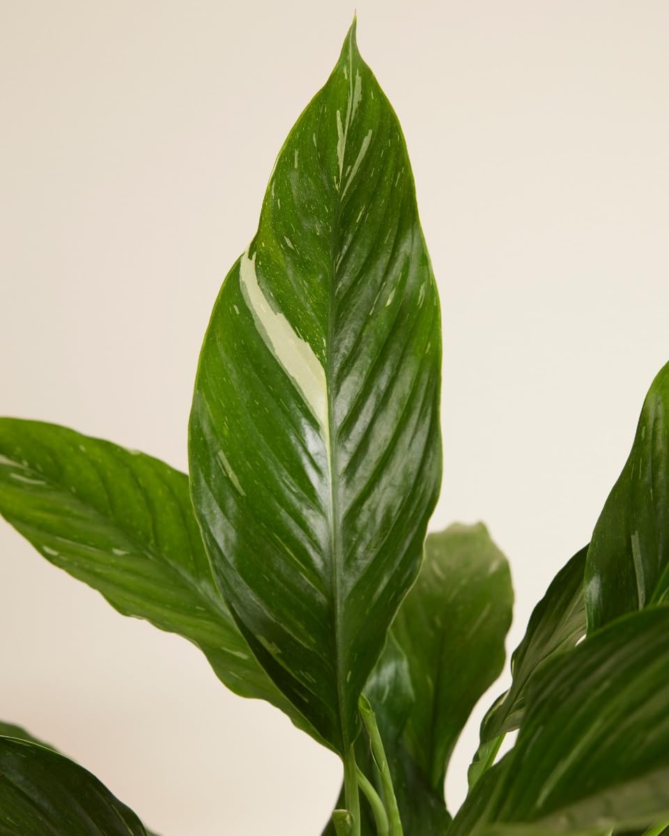 plnts-rareplnts-spathiphyllum-diamond-zimmerpflanze-30cm-panaschiert image 3